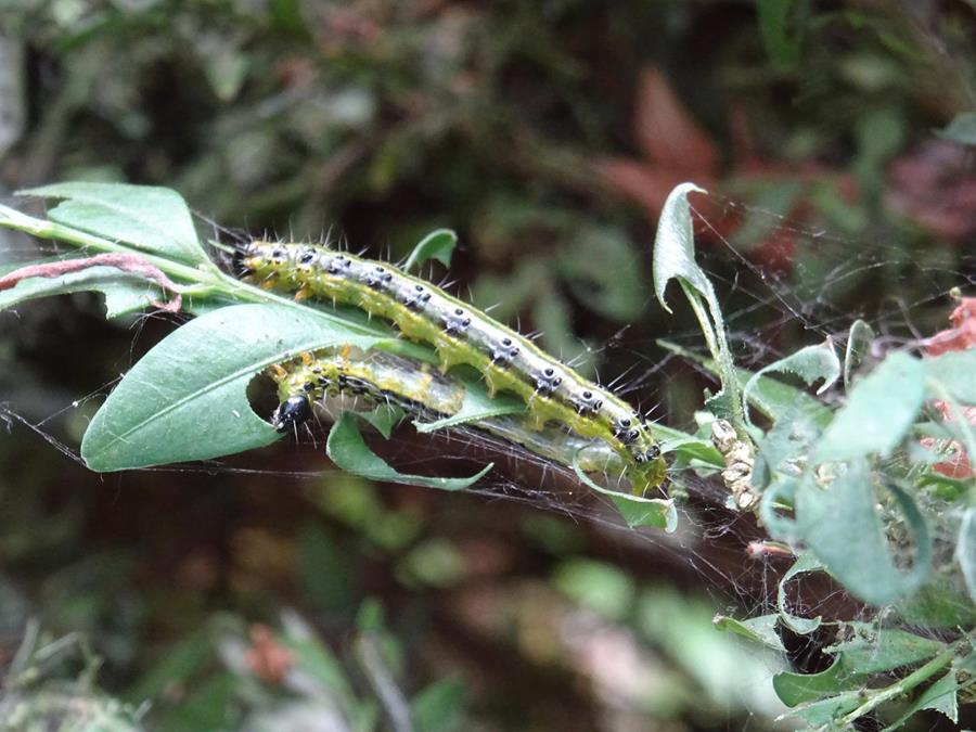 Pyrale du buis: une réaction rapide s’impose