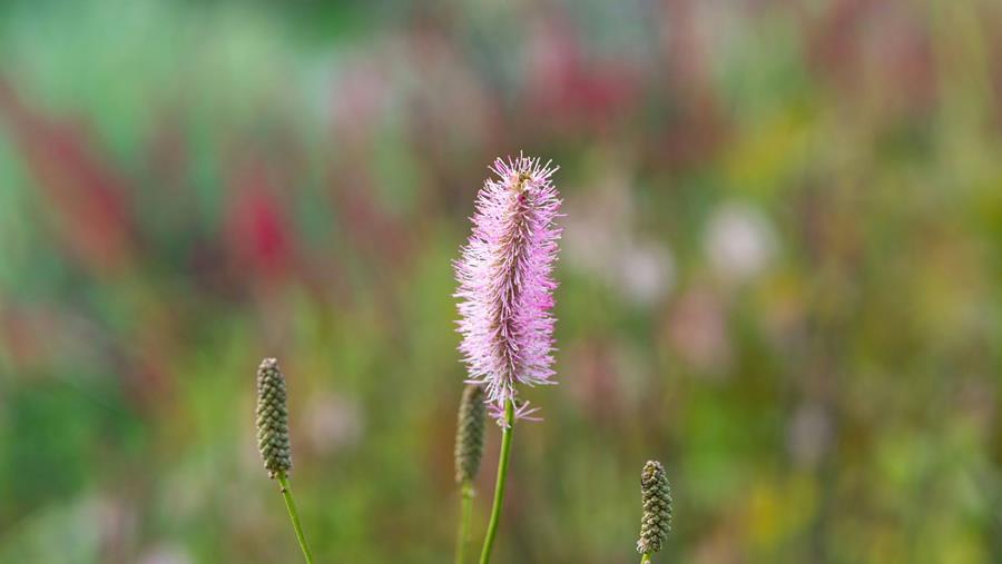Multisect Plus maakt schimmels en plagen verleden tijd