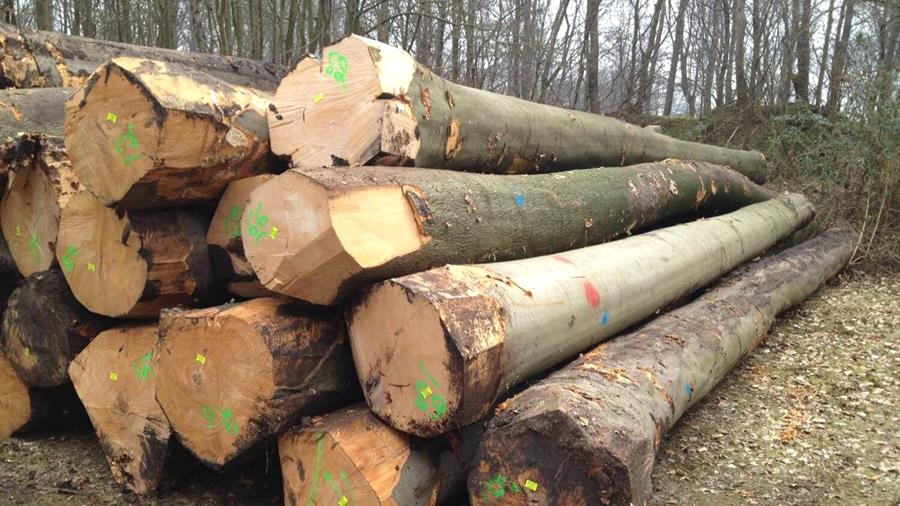 Green Deal Local Wood : ensemble pour les chaînes courtes et l'utilisation durable du bois